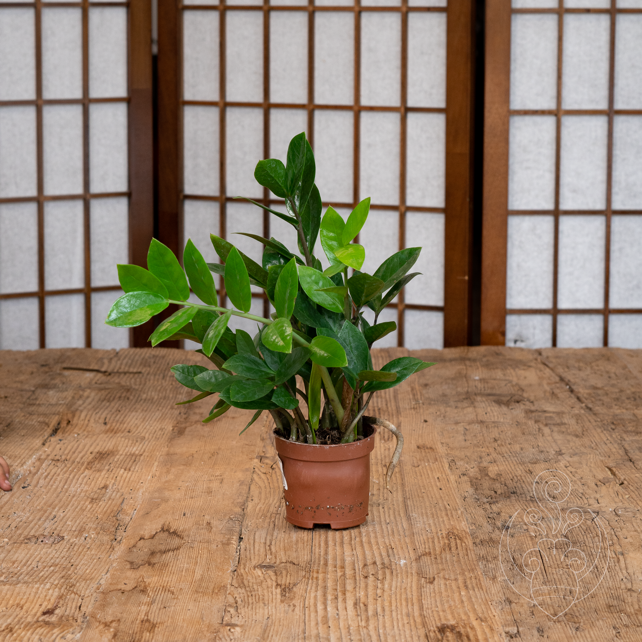 ZZ Plant (Zamioculcas zamiifolia)