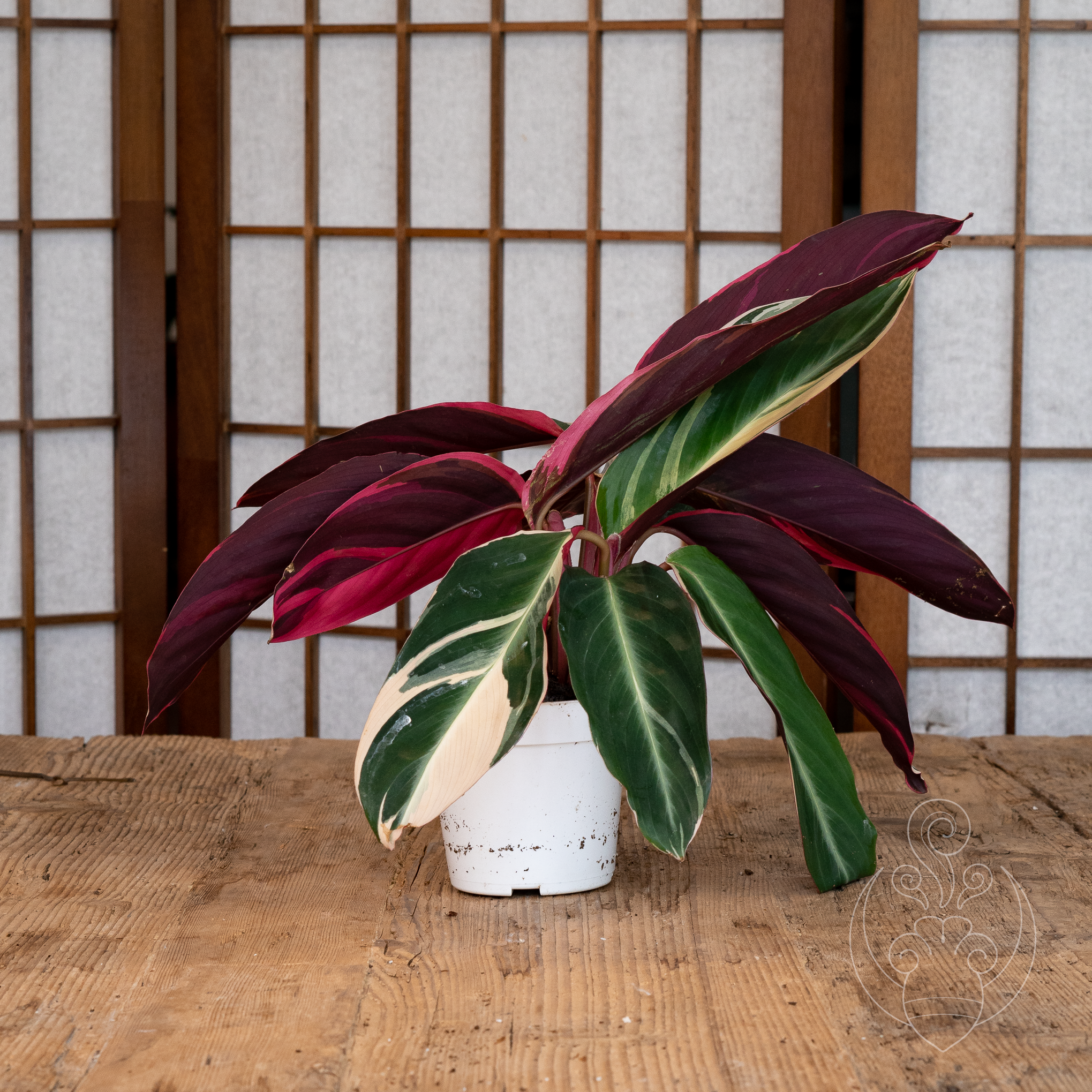 'Triostar' Prayer Plant (Stromanthe sanguinea 'Triostar')