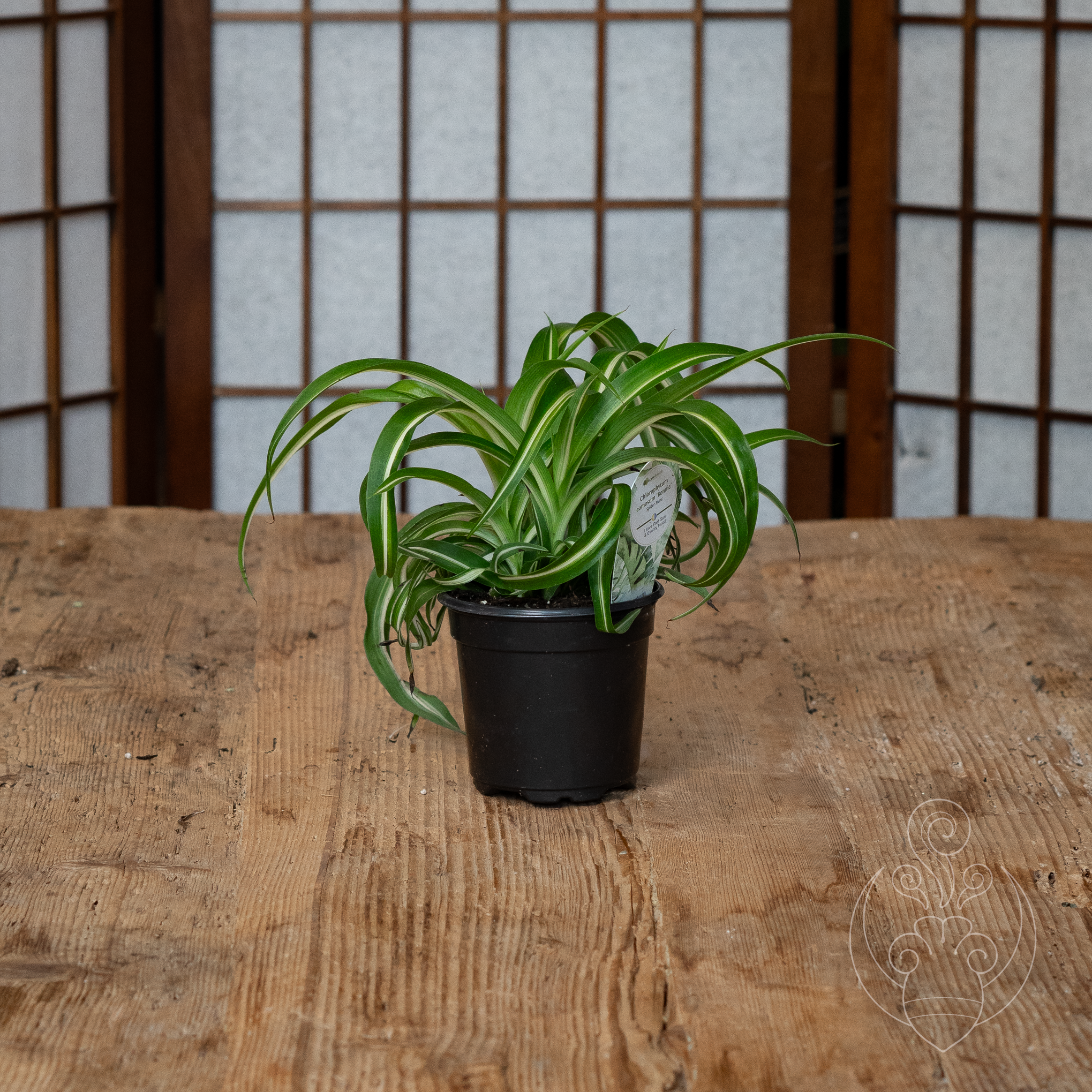 Spider Plant 'Bonnie' (Chlorophytum comosum 'Bonnie')