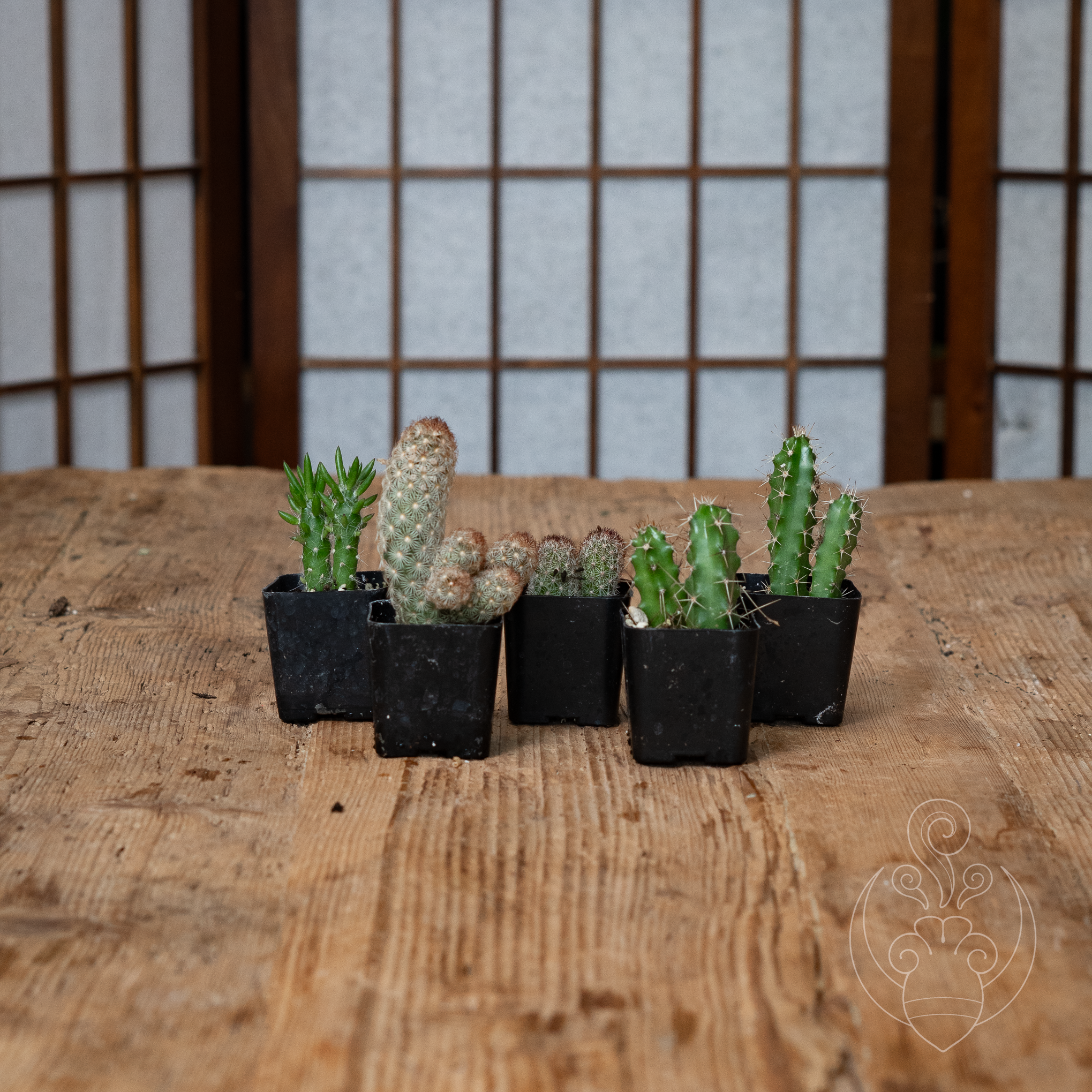 Assorted Cactus