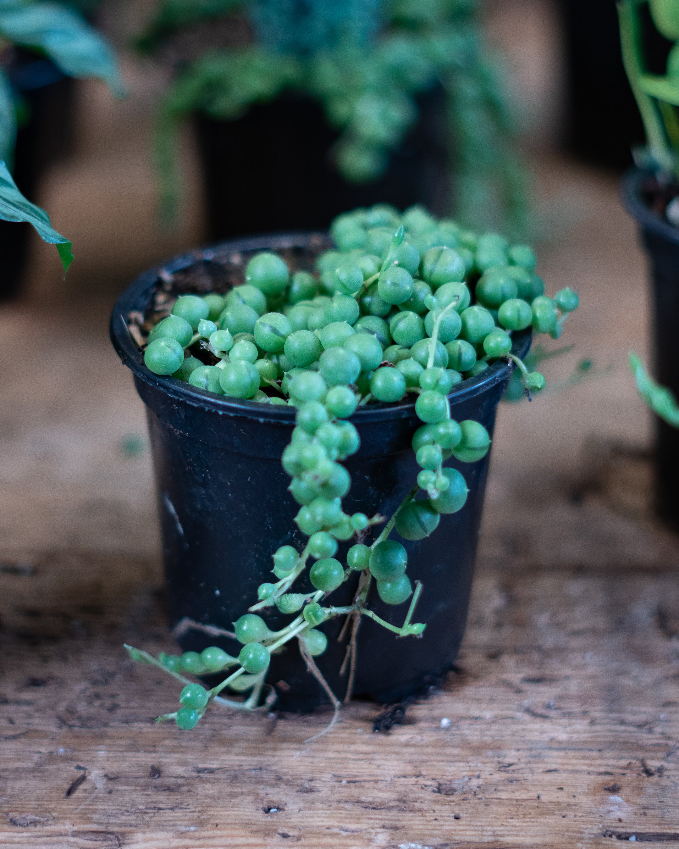 String of Pearls (Senecio rowleyanus), photo 1 of 3