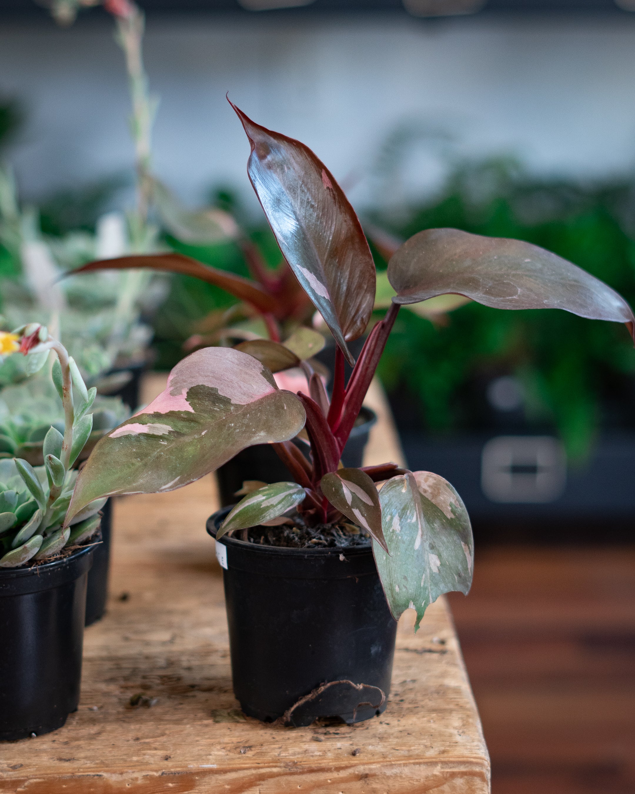 Pink Princess Philodendron