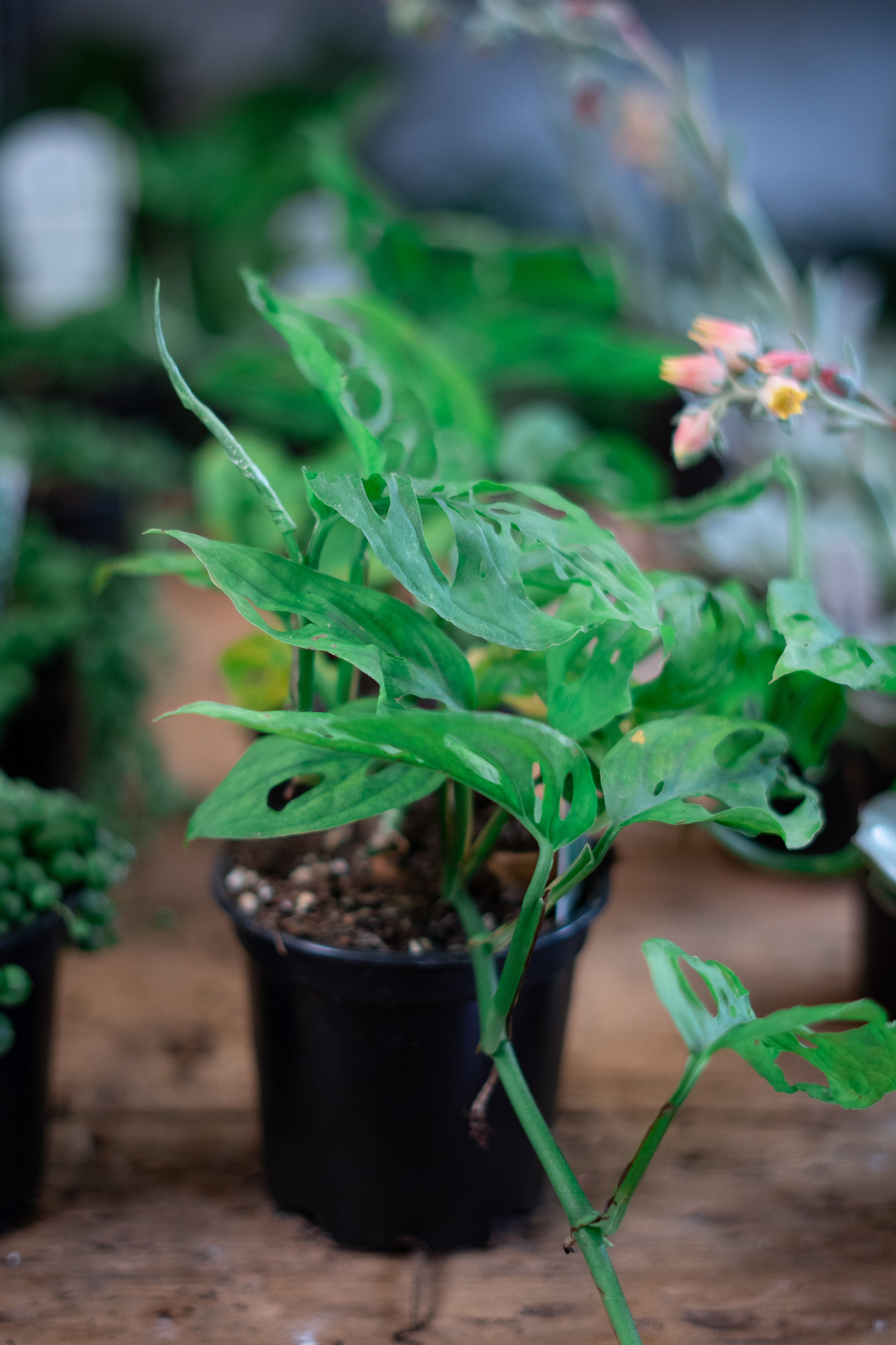 Swiss Cheese Vine (Monstera adansonii)