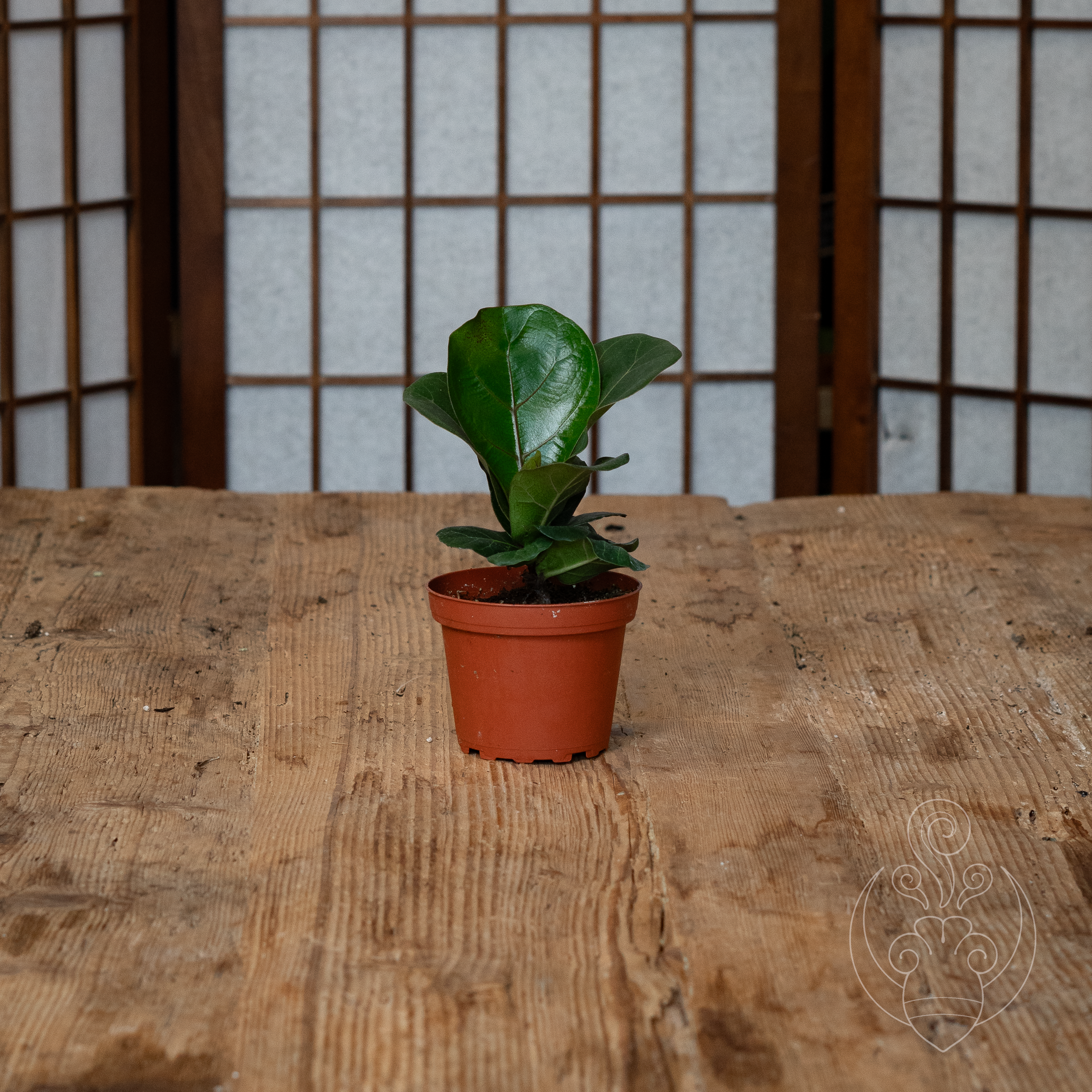Fiddle-Leaf Fig (Ficus lyrata)