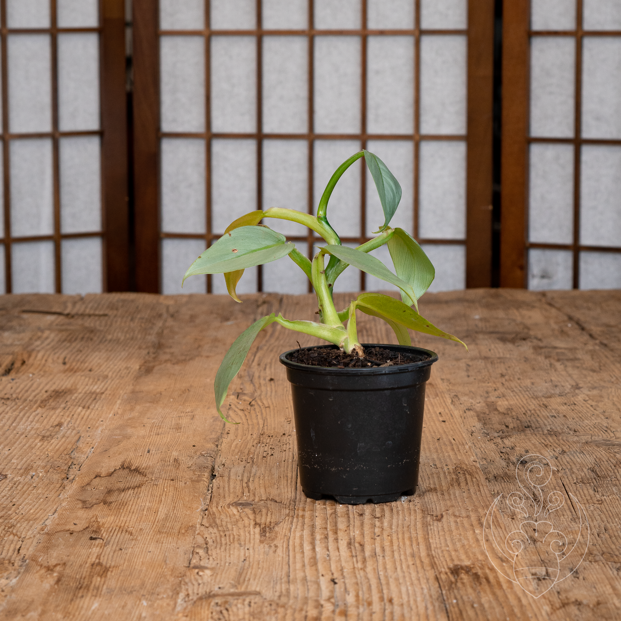 Brasil Philodendron (Philodendron hederaceum 'Brasil'))