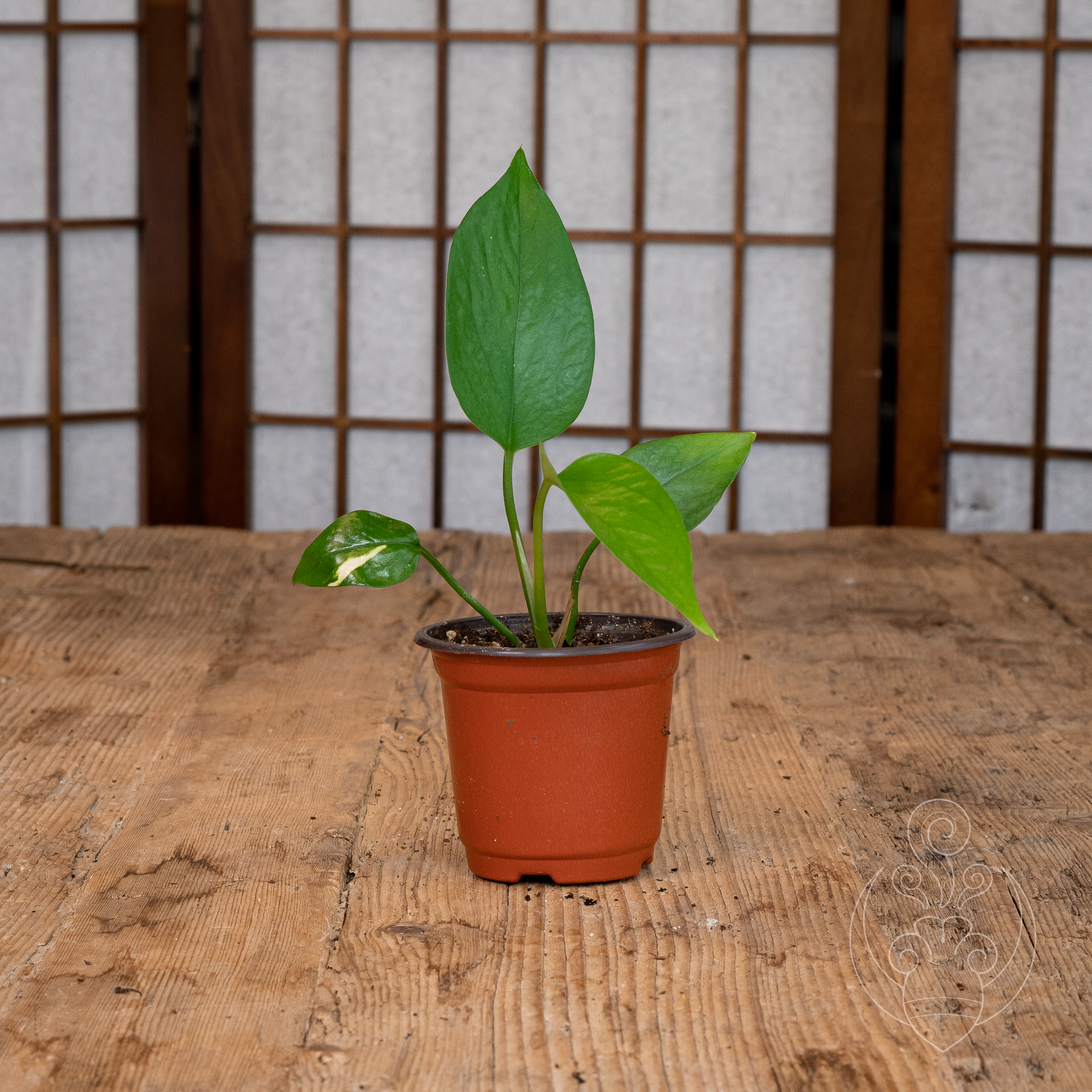 Golden Pothos (Epipremnum aureum)