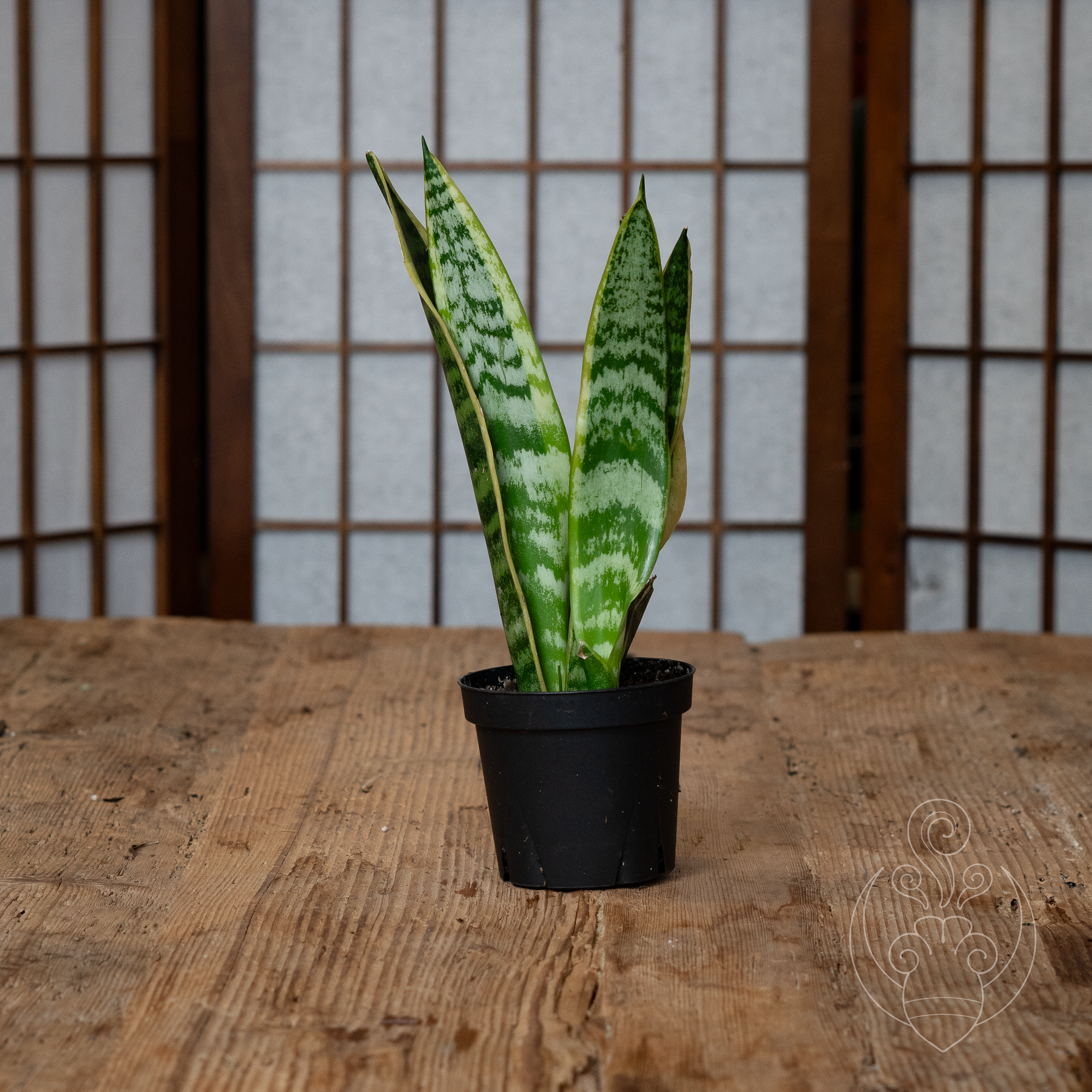 Snake Plant