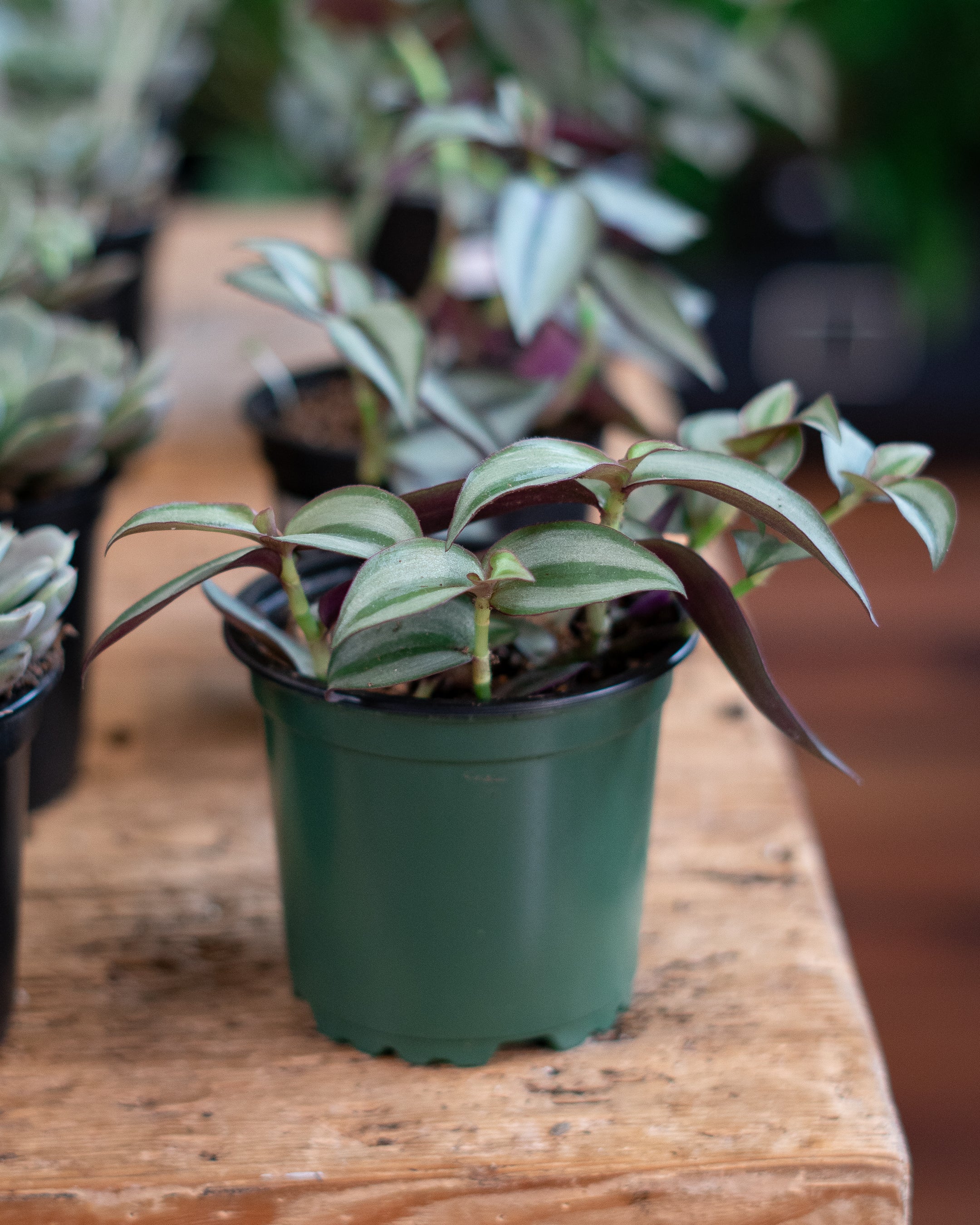 Inch Plant (Tradescantia 'Pistachio White')